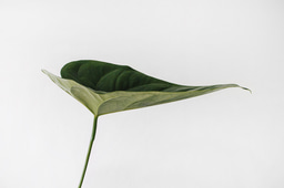 How the pandemic is continually impacting our perception of sustainability