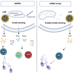 The other nucleic acid vaccine