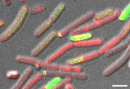 Regulated Formation of Calcium Carbonate in Bacillus subtilis Biofilms