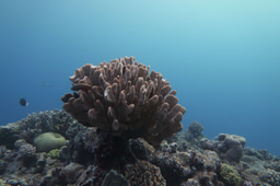 How many corals are there?