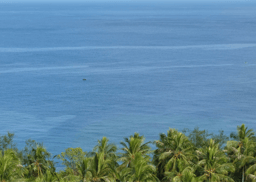 Language continuity despite a major population turnover in Vanuatu, Remote Oceania 