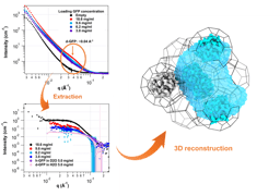 Spatially Confined Protein Assembly in Hierarchical Mesoporous Metal-Organic Framework