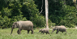 After the Paper | When an elephant eats a leaf in the Congo, many things will follow.