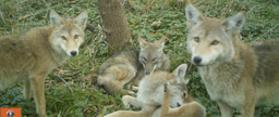How does urbanization and climate change affect the distribution of wildlife disease? A multi-city approach to understanding sarcoptic mange in urban coyotes