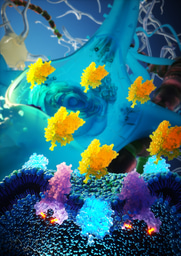 More neurons, less Alzheimer's: from zebrafish to mammals