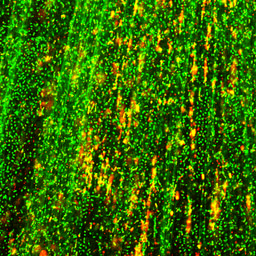 From genomic instability to matrix integrity: Extracellular R-loops shape the biofilm scaffold 