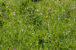 Species richness of plant communities: the rich gets richer and the poor gets poorer?
