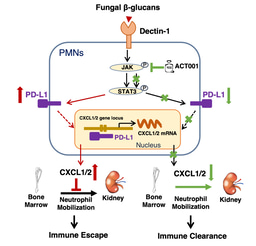 PD-L1 negatively regulates antifungal immunity by inhibiting neutrophil release from bone marrow