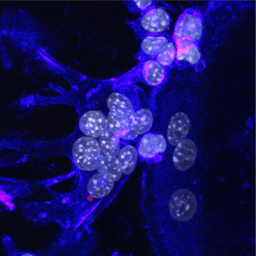 To Die or To Fuse? Fine-tuned apoptotic signals decide over cellular fate in osteoclastogenesis