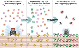 Reversing insecticide resistance with a zero GMO endpoint
