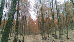 Rethinking Europe’s Forests: Why Tree Species Matter for Climate Cooling
