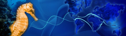 Global colonization of marine organisms: a case study of seahorses