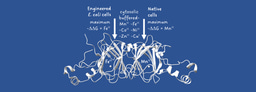 Decoding protein metalation and mis-metalation