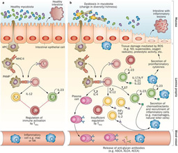 Gut microbiota - beyond bacteria