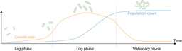 Shape matters and matters of shape: the interplay between cell morphology and adaptation to new environments