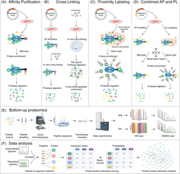 Mapping Protein-Protein Interactions by Mass Spectrometry -2024 update