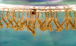 What do recent findings on insect sentience and welfare mean for vector research and control? 