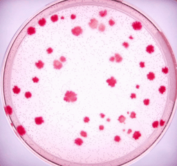 Monod’s missing molecule