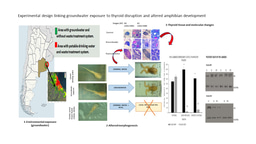 Linking Thyroid Clinical–Epidemiological Patterns to Environmental Exposure: Effects of Groundwater on Thyroid Development in an Amphibian Model