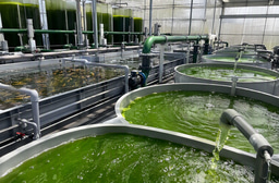 Microalgae at the interface of aquaculture and circular bioeconomy