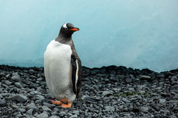 Following the Flight Paths of H5N1 into Antarctica