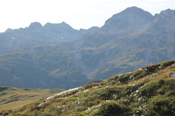 Life on top: stories of alpine biodiversity around the world