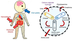 A microbial cocktail for eliminating nitrogenous wastes of kidney failure