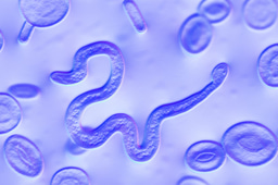  Biomedicine Collections - August/September 2026 Roundup