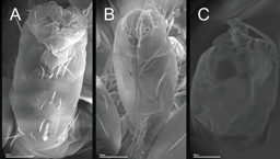 Rediscovering a cave species lost from view for three decades