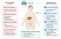  Maternal obesity and the metabolic syndrome in reproductive health: assessing incretin-based interventions