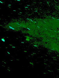 Claim your spot on particles with secondary metabolites