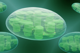 Call for papers: Plastids: from Phylogeny to Physiology