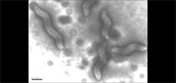 INNUENDO – “one size fits all” approach for bacterial WGS integration in routine surveillance and epidemiological investigation