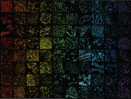 Ascending high-plex mountains with IBEX: An open and versatile method for multiplexed antibody-based imaging