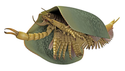 Reconstructing the origin of animals' greatest success story