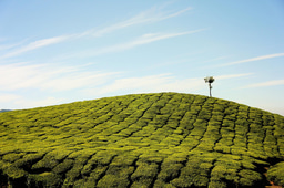 Ethnobiology at a Crossroads: Forecasting Futures for Nature and Health