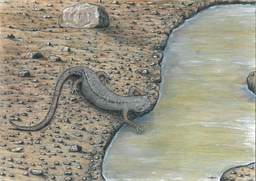 Going down the salamander hole: uncovering the world’s oldest salamandrids