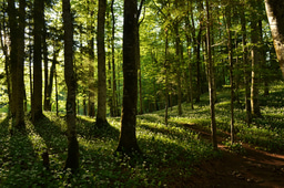 Postglacial dispersal and plant species richness in European beech forests