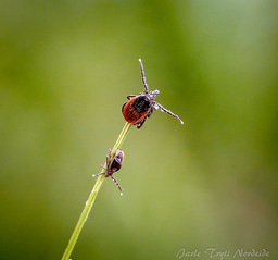 What have 40 years of climate change done to Europe's most common tick?