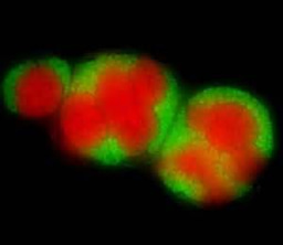 Archaea for dummies