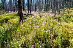 Call for papers: Ecological resistance and resilience under global change 