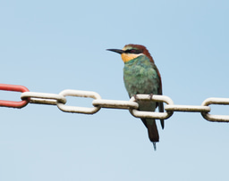 How well does climate change explain species' range shifts?