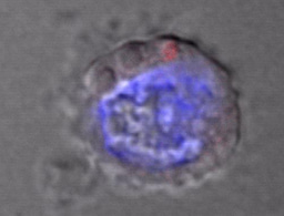 How truly old are B cells (insights from a virus perspective)?