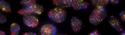 DNA FISH made easy