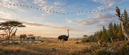 From Hazard to Asset: How Evolution Turned a Viral Weapon Into a Dietary Tool 
