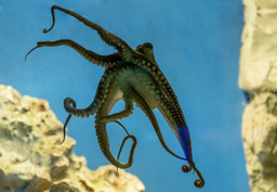 How smart is an octopus?