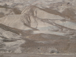 Grassy beginning for earliest Homo