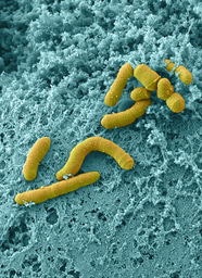 Studying Human-Microbiome Interactions using Organ Chip technology 
