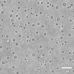 Origin of life: non-linear research path, for a non-linear phenomenon