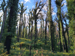 Unravelling the role of climate and forestry in the Australian bushfire disaster